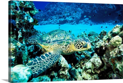 Hawaii, Green Sea Turtle (Chelonia Mydas) On Reef With Tropical Fish