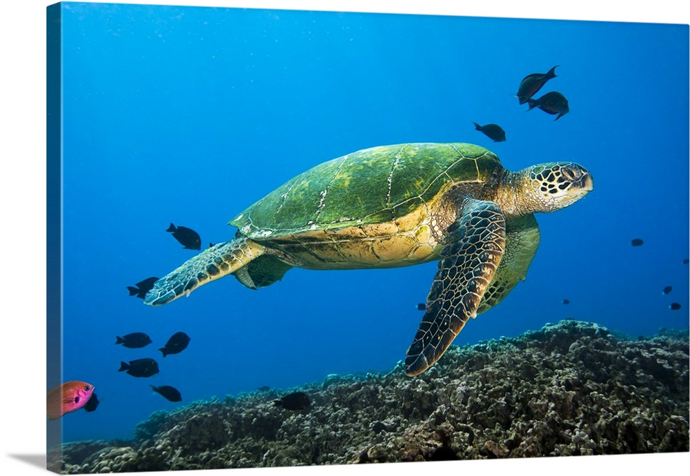Hawaii, Green Sea Turtle swimming in the Pacific Ocean