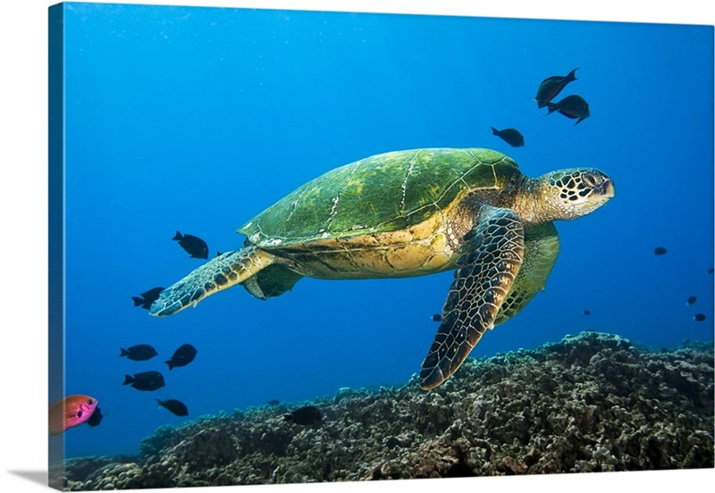 Hawaii, Green Sea Turtle swimming in the Pacific Ocean | Great Big Canvas