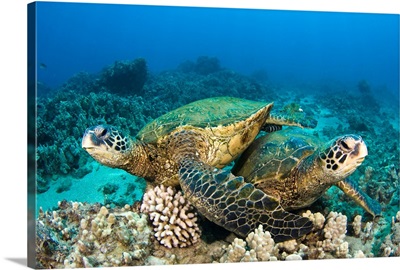 Hawaii, Green Sea Turtles (Chelonia Mydas) Over Coral Reef