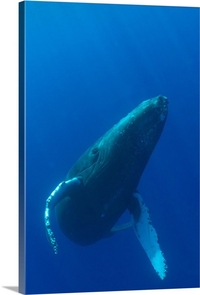 Hawaii, Humpback Whale (Megaptera Novaeangliae) Swimming In Deep Blue Ocean