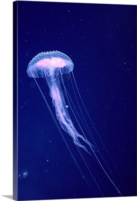 Hawaii, Jellyfish With Long Tentacles In Blue Sparkling Ocean