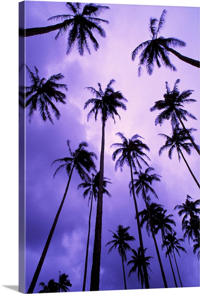 Hawaii, Kauai, Coconut Palm Trees Silhouetted At Dawn Against Purple Sky
