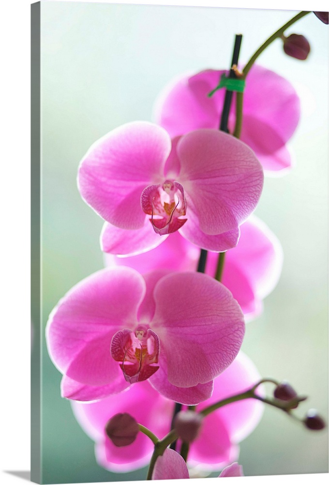 Hawaii, Kauai, Pink Orchids