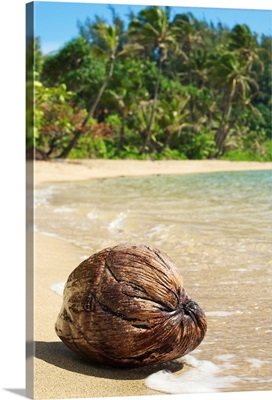 Hawaii, Kauai, Waikoko, Close-Up Of Coconut On Sandy Beach
