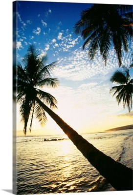 Hawaii, Kauai, Waimea, Tall Palm Over Ocean At Sunset With Bright Golden Reflections