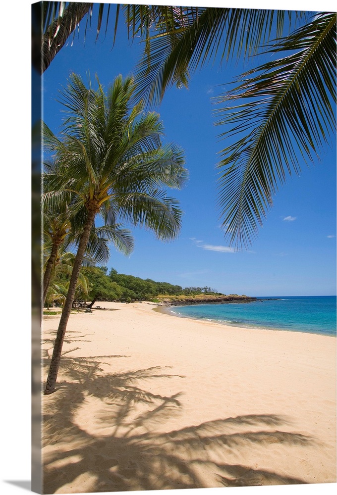 Hawaii, Lanai, Hulopoe Beach, Palm Trees And Shadows Along Sandy Beach
