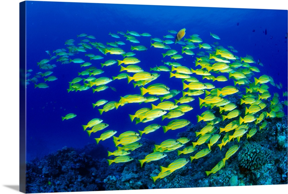 Hawaii, Large School Of Blue Stripe Snappers (Lutjanus Kasmira) Over Reef