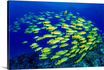 Hawaii, Large School Of Blue Stripe Snappers (Lutjanus Kasmira) Over Reef