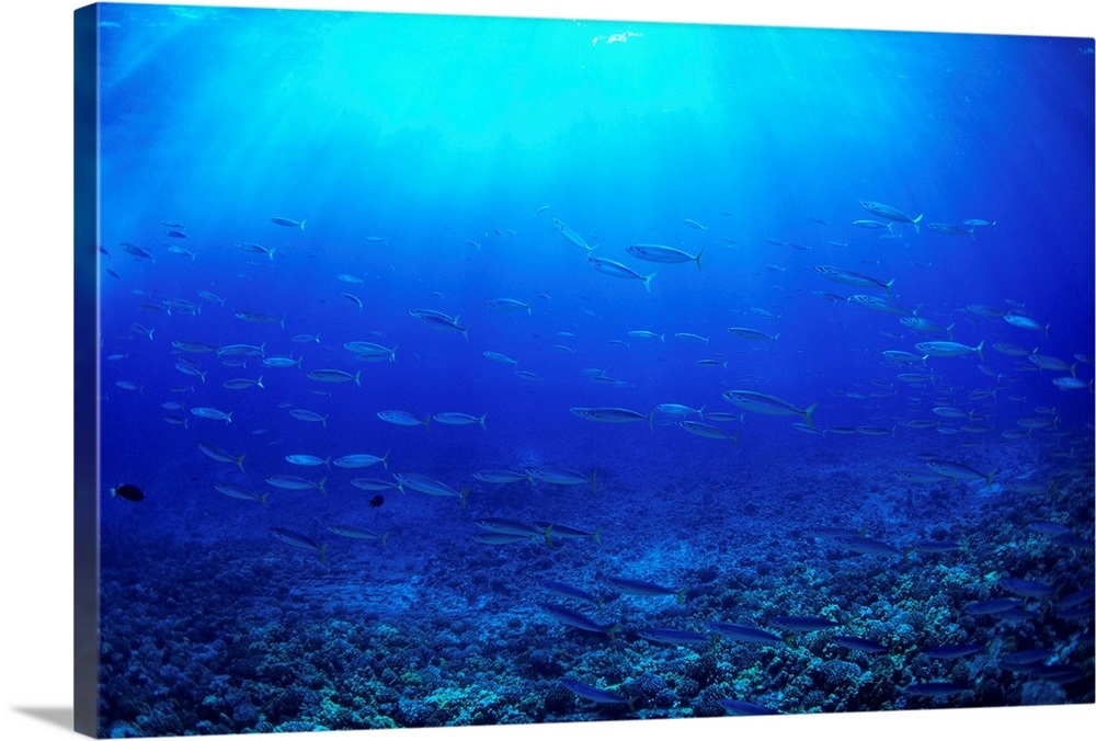 Hawaii, Mackerel Scad, Opelu (Decapterus Macarellus) School In Blue