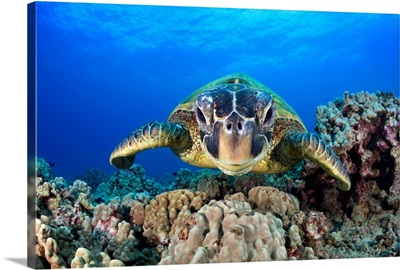 Hawaii, Maui, A Wide Angle Of A Green Sea Turtle (Chelonia Mydas)