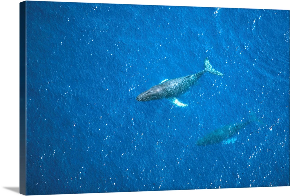 Hawaii, Maui, Aerial View Of Humpback Whales