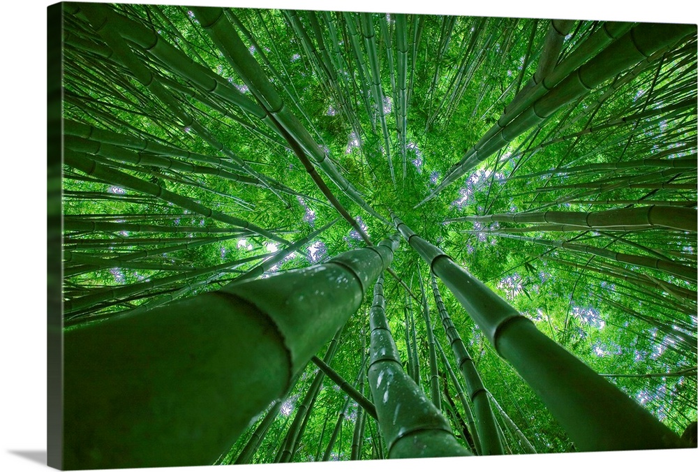 Giant photograph taken from the ground looking up at a dense group of bamboo trees on an island in the Pacific Ocean as th...