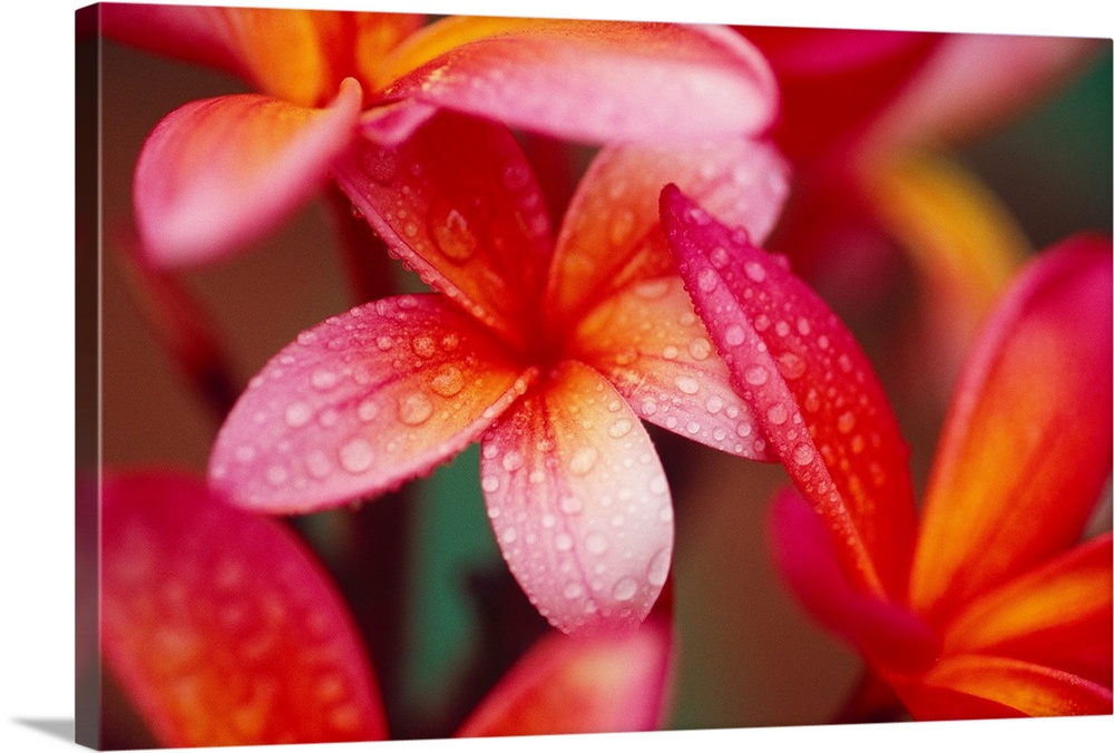 Landscape, close up photograph of several vibrant plumeria flowers covered in small droplets of water.