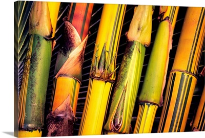 Hawaii, Maui, Closeup Of Bamboo Stalks