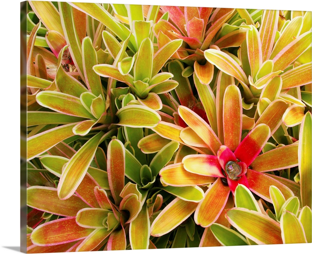 Hawaii, Maui, Cluster Of Colorful Bromeliad Plants