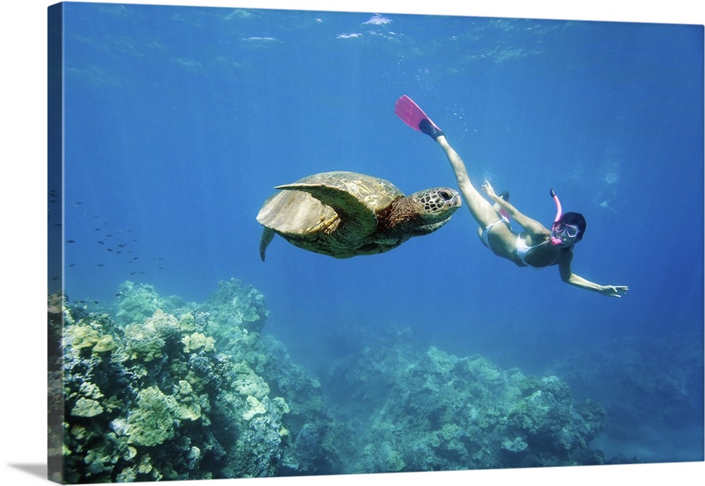 Hawaii, Maui, Green Sea Turtle (Chelonia Mydas) Honu And Free Diver