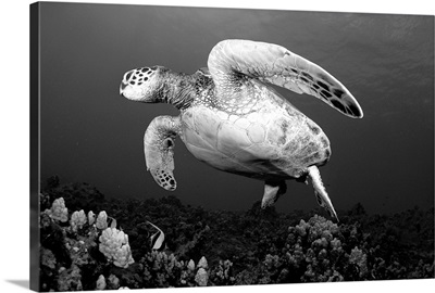 Hawaii, Maui, Green Sea Turtle (Chelonia Mydas) Swimming Over Coral Reef