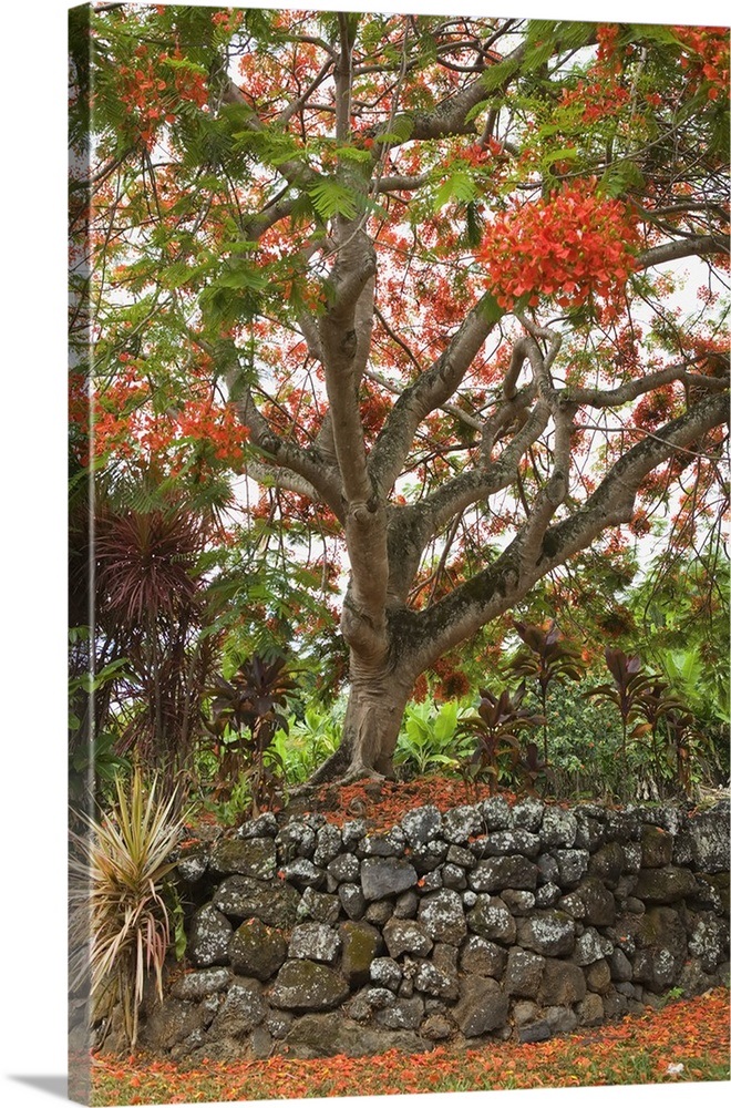 Hawaii, Maui, Hana, Beautiful Rainbow Shower Tree Wall Art, Canvas