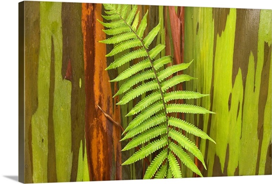 hawaii maui hana fern and rainbow eucalyptus tree wall art