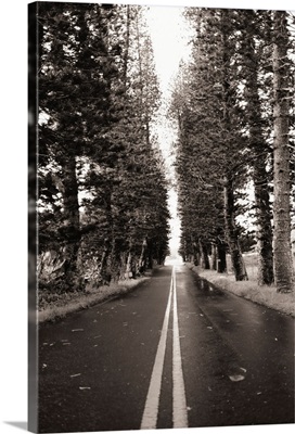 Hawaii, Maui, Hana Highway, Street Lined With Norfolk Pines