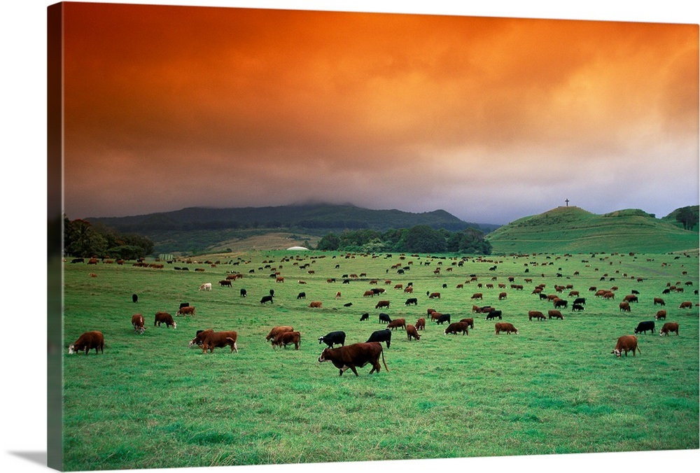Hawaii, Maui, Hana Ranch Pasture, Many Cattle Grazing On The Land Wall