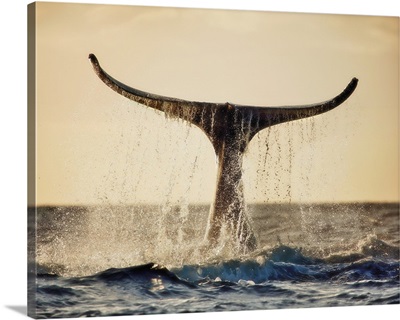 Hawaii, Maui, Humpback Whale Fluking Its Tail In Golden Sunset