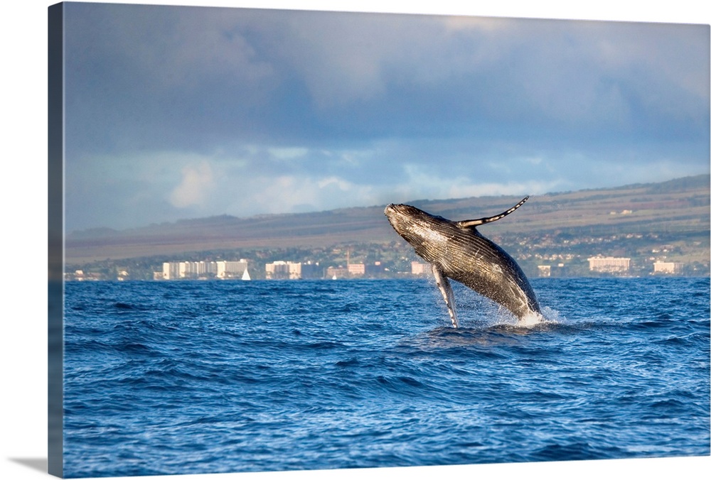 Hawaii, Maui, Kaanapali, Humpback Whale Breaching With Island In The Background