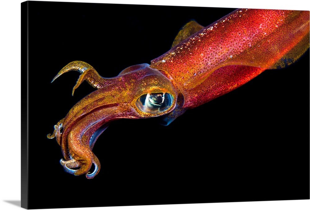 Hawaii. Maui, Kapalua, Close Up Of A Male Oval Squid
