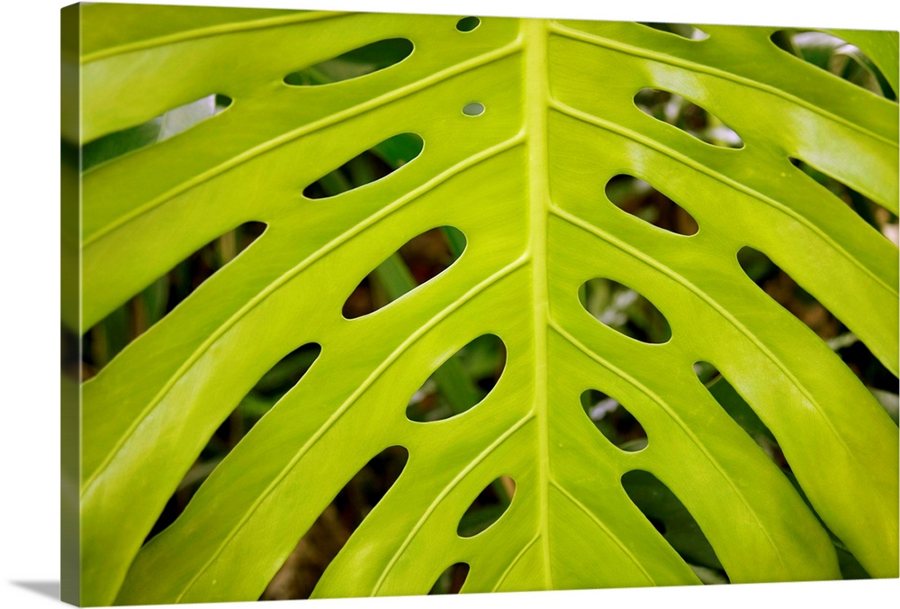 Hawaii, Maui, Keanae, A Closeup View Of A Large Green Leaf