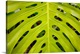 image thumbnail of Hawaii, Maui, Keanae, A Closeup View Of A Large Green Leaf