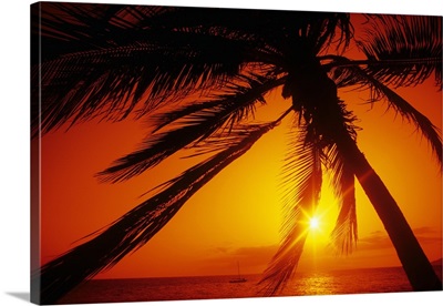 Hawaii, Maui, Kihei, Charley Young Beach, orange sunset thru palm silhouette