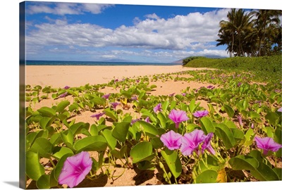 Hawaii, Maui, Kihei, Keawakapu Beach, Green Leafy Vines With Pink Flowers On Shore
