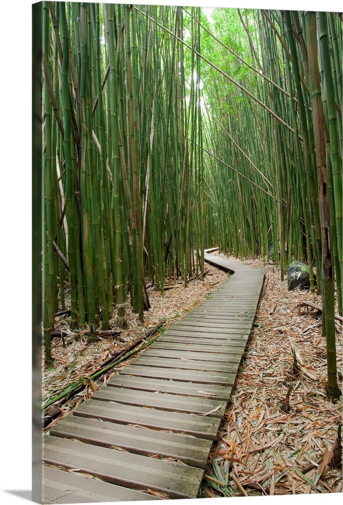 Hawaii, Maui, Kipahulu, Haleakala National Park, Bamboo Forest On The Pipiwai Trail Wall Art