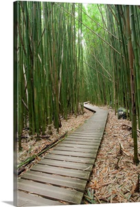 Hawaii, Maui, Kipahulu, Haleakala National Park, Bamboo Forest On The Pipiwai Trail image thumbnail