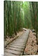 image thumbnail of Hawaii, Maui, Kipahulu, Haleakala National Park, Bamboo Forest On The Pipiwai Trail