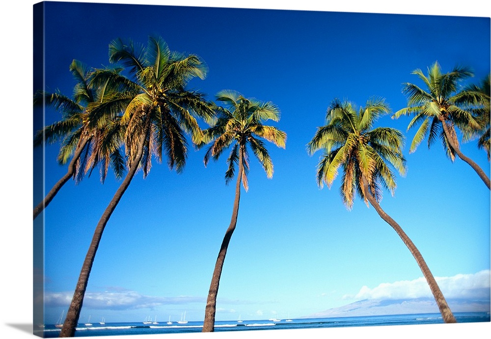 Hawaii, Maui, Lahaina, Coconut Palm Trees Along Ocean, Blue Sky
