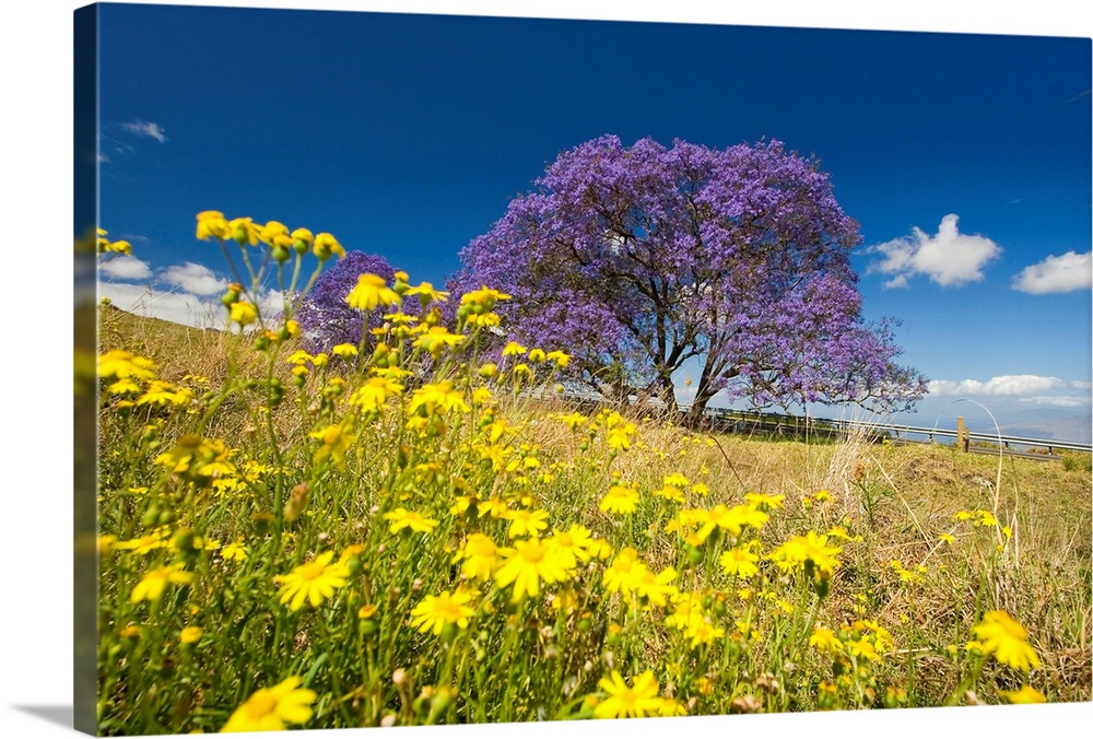 Hawaii, Maui, Lavender Blossoms Of This Jacaranda Tree