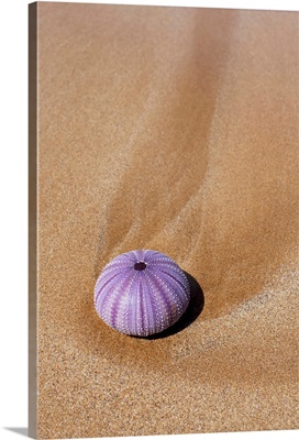Hawaii, Maui, Makena, A Purple Urchin Shell Washes Ashore