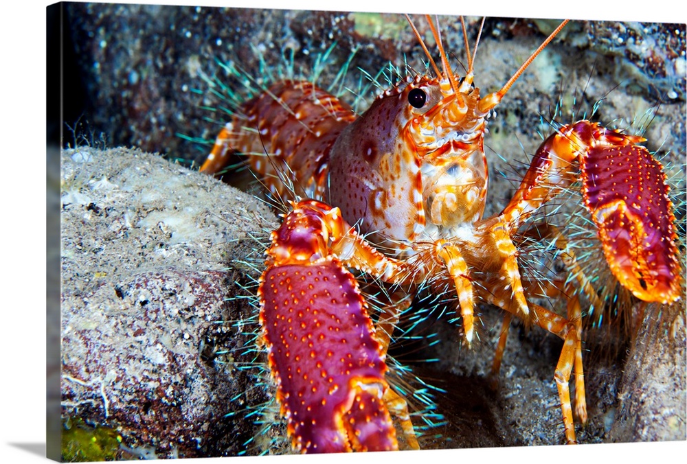 Hawaii, Maui, Molokini, Western Lobster (Enoplometopus Occidentalis)