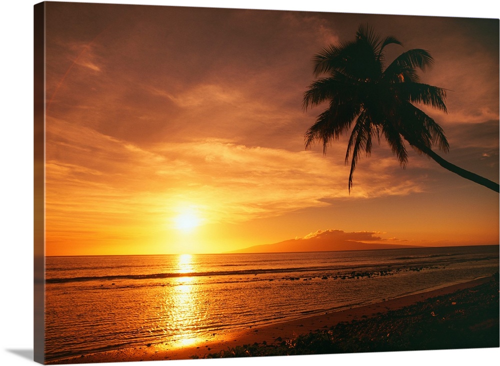 Hawaii, Maui, Olowalu, Palm Tree Silhouette At Sunset, Lanai In The Distance