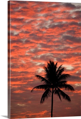 Hawaii, Maui, Silhouette Of A Palm Tree At Sunset