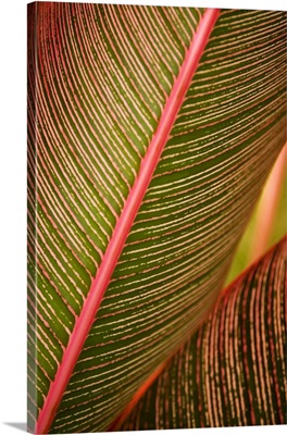 Hawaii, Maui, Variegated Ti-Leaf Plant