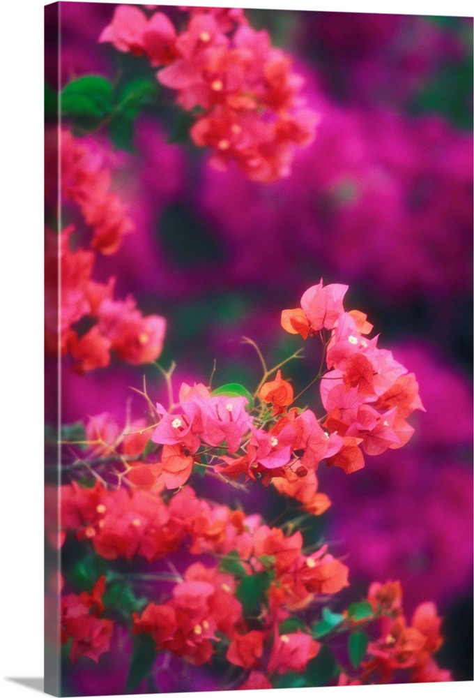 Hawaii, Maui, Wailea, Pink Bougainvillea Blossoms