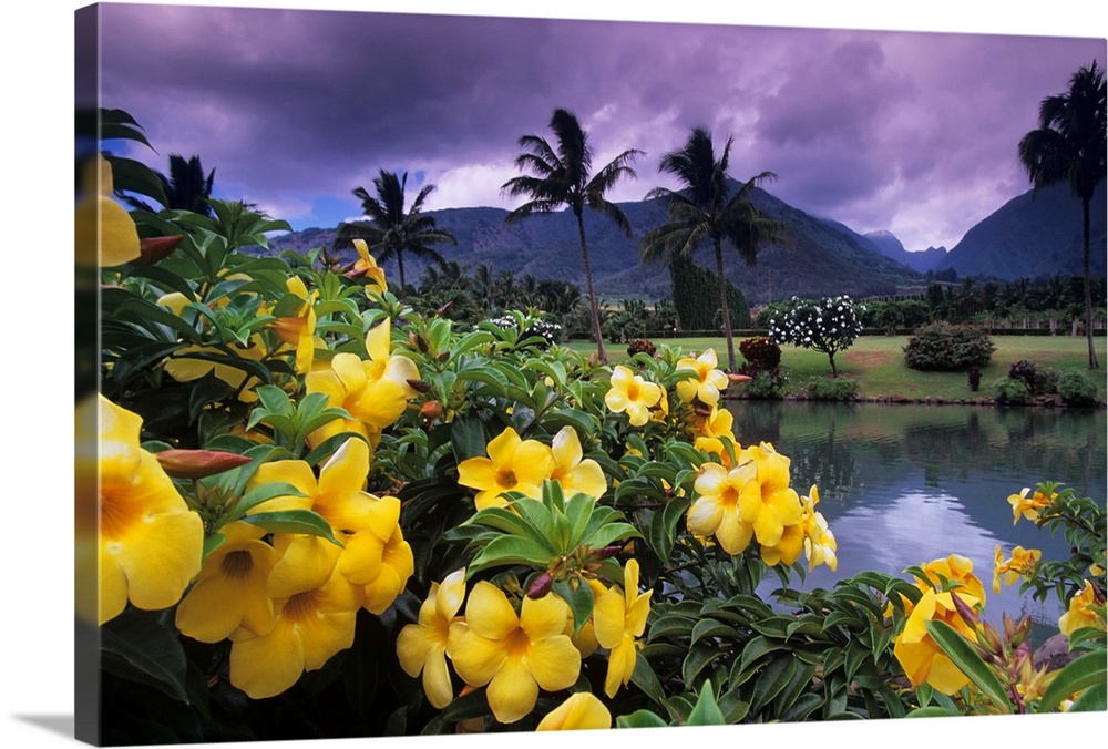 Hawaii, Maui, Yellow flowers at the Waikapu Valley Tropical Plantation
