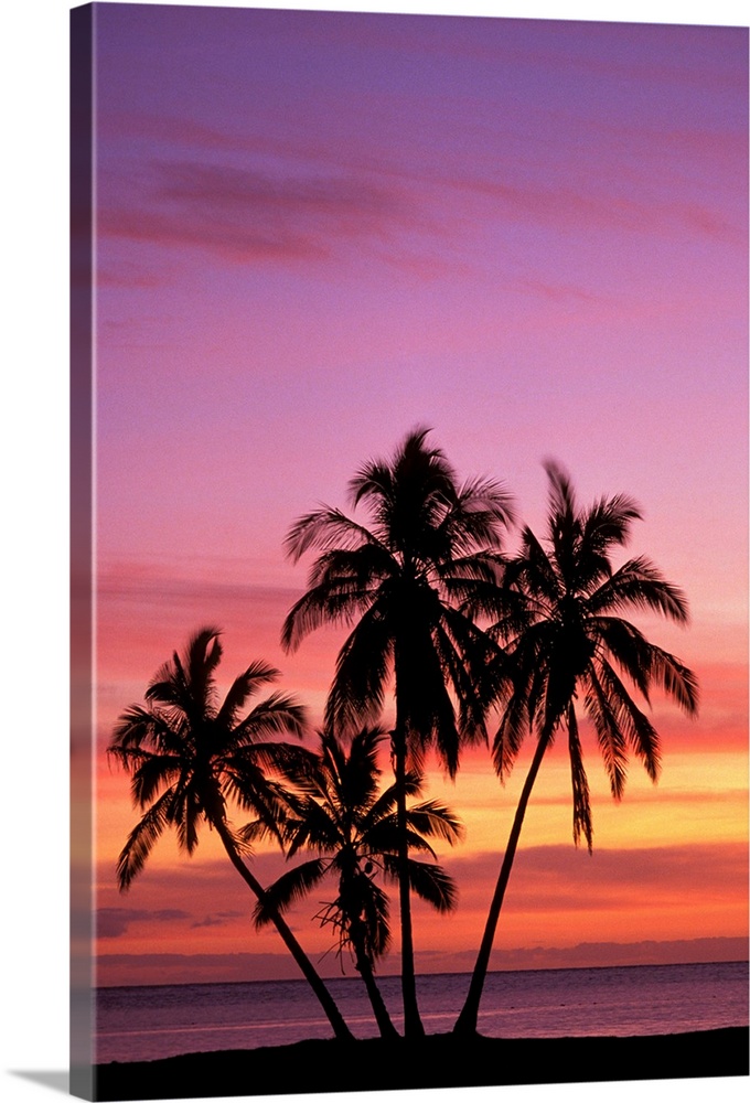 Hawaii, Molokai, Cluster Of Palm Trees With Beautiful Sunset Background