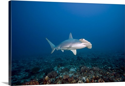 Hawaii, Molokai, Scalloped Hammerhead shark swimming on the ocean floor