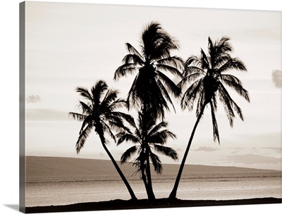 Hawaii, Molokai, Silhouetted Palms Against Sunset, Lanai In Background