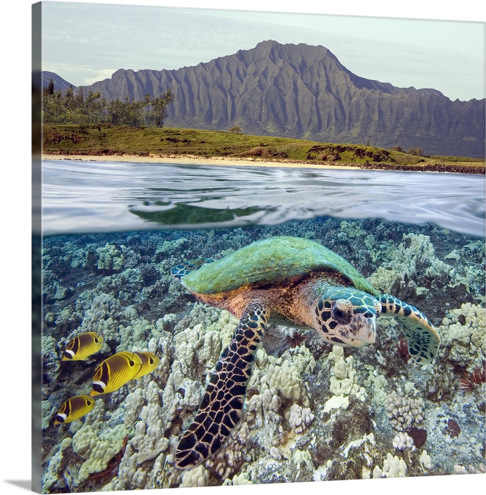 Hawaii, Oahu, A Hawksbill Turtle And Raccoon Butterflyfish, Mountain Range Above