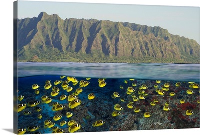 Hawaii, Oahu, A School Of Racoon Butterflyfish Along Reef And Mountain Range